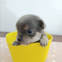 Chihuahua grigio merle