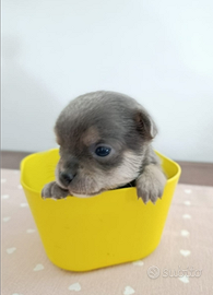 Chihuahua grigio merle