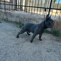 Stallone bulldog francese total blue (monta)