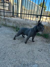 Stallone bulldog francese total blue (monta)