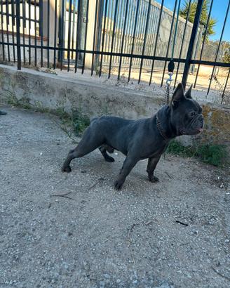Stallone bulldog francese total blue (monta)