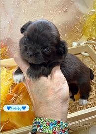 Chihuahua maschio Choco dark con calzini bianchi