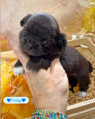 Chihuahua maschio Choco dark con calzini bianchi