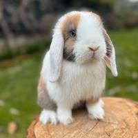 Conigli minilop VACCINATI con libretto