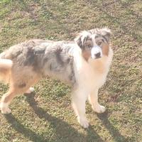 Australian shepherd/pastore australiano per monta