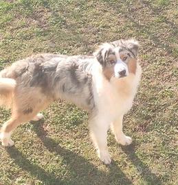 Australian shepherd/pastore australiano per monta