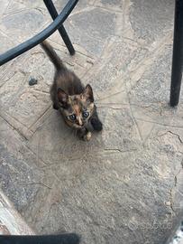 Gattina femmina