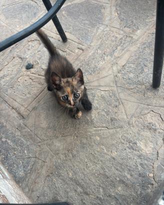 Gattina femmina
