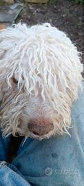 Cane da tartufo