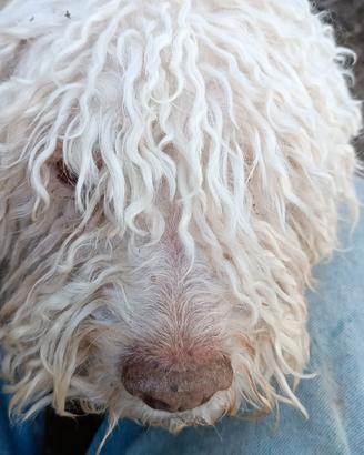 Cane da tartufo