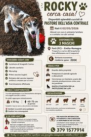 Cuccioli Maschi Pastore Asia Centrale
