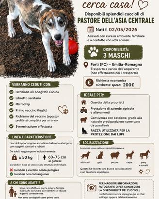 Cuccioli Maschi Pastore Asia Centrale
