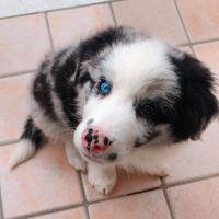 Cucciolo maschio di border collie