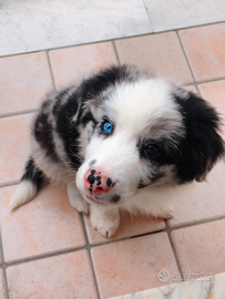Cucciolo maschio di border collie