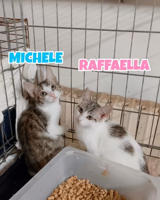 Michele e Raffaella gattini di tre mesi