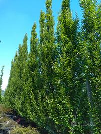 Carpinus Betulus Pyramidalis