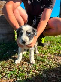 disponibili cuccioli 