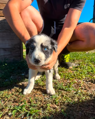 disponibili cuccioli 