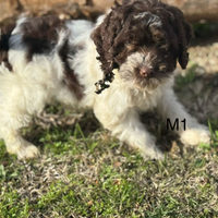 Lagotto romagnolo