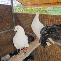 Colombi pavoncelle bianche coda nera