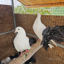 Colombi pavoncelle bianche coda nera