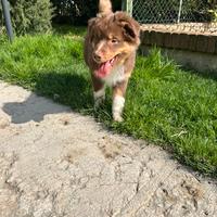 Cucciolo pastore australiano