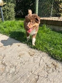 Cucciolo pastore australiano