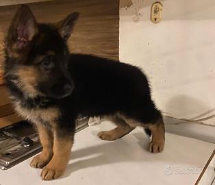Cuccioli pastore tedesco