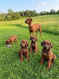 Rhodesian Ridgeback