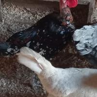 Galletti nani collo nudo