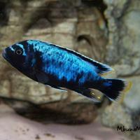 Ciclidi africani assortiti