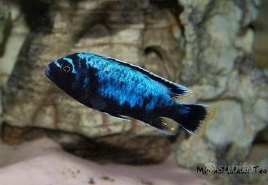 Ciclidi africani assortiti