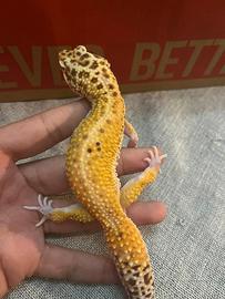 Geco leopardino