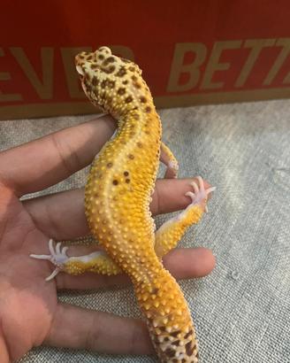 Geco leopardino