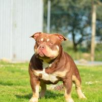 American bully per monta