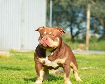 American bully per monta