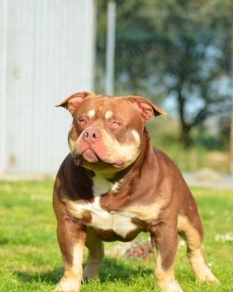 American bully per monta