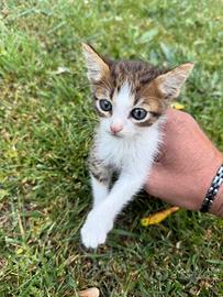 Gattini affettuosissimi e dolcissimi