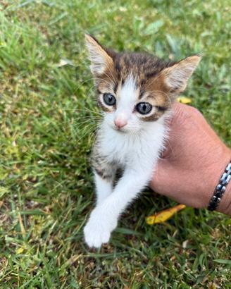 Gattini affettuosissimi e dolcissimi