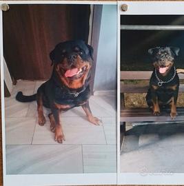 Cuccioli di rottweiler