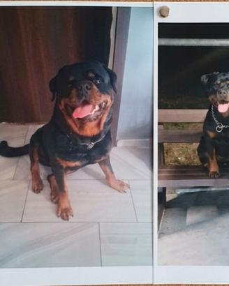 Cuccioli di rottweiler