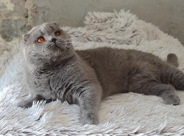 Scottish fold straight
