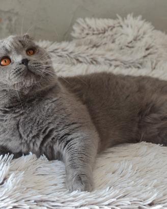 Scottish fold straight