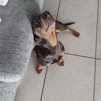 Bassotto nano per accoppiamento