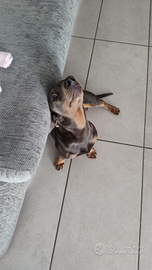 Bassotto nano per accoppiamento