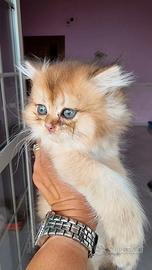 Gattini british longhair