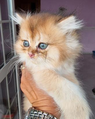 Gattini british longhair