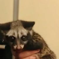 Cuccioli di zibetto asiatico