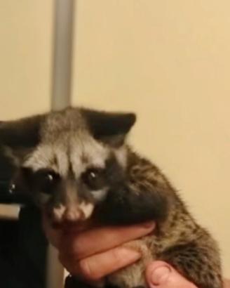 Cuccioli di zibetto asiatico