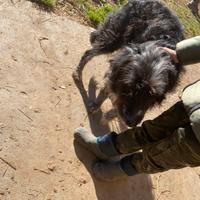 Cane incrocio